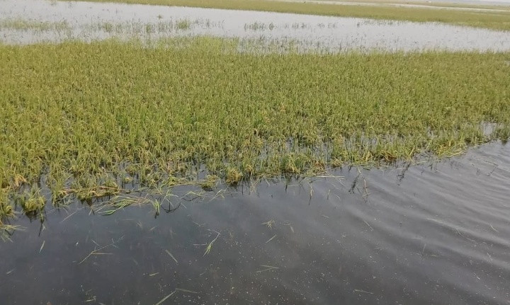 দিরাই-শাল্লায় হাহাকার: তলিয়ে গেছে ৯০ শতাংশ বোরো ফসল, নিঃস্ব হাজারো কৃষক