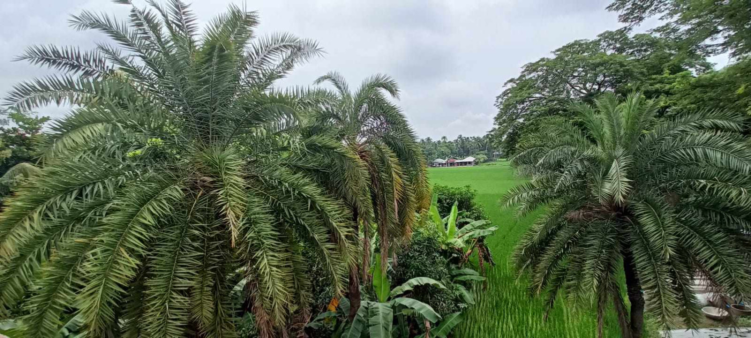 মাগুরা থেকে হারিয়ে যাচ্ছে গ্রাম বাংলার ঐতিহ্য খেজুর গাছ