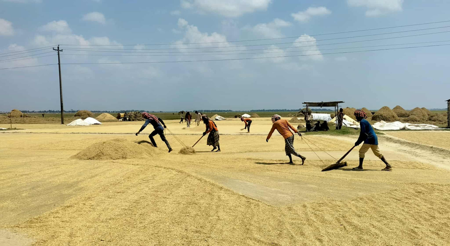জামালগঞ্জে বোরো ধানের বাম্পার ফলন, কৃষকের মুখে হাসি