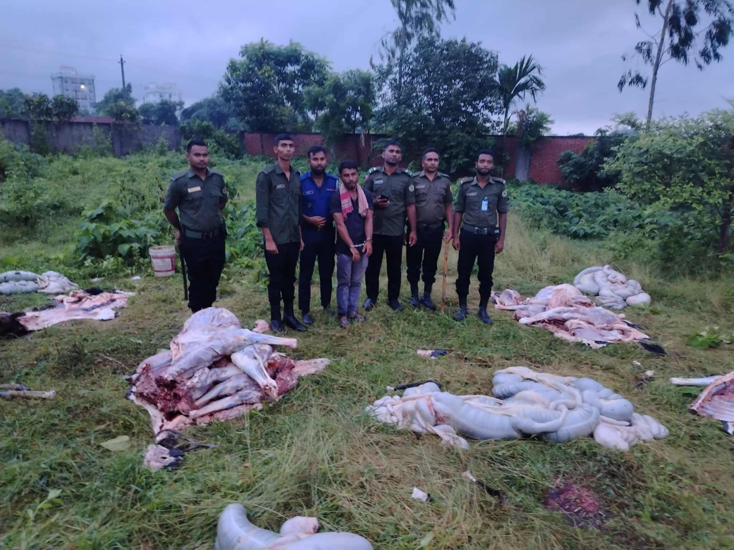 পূর্বাচলে জবাইকৃত ৫টি ঘোড়া উদ্ধার, একজন আটক