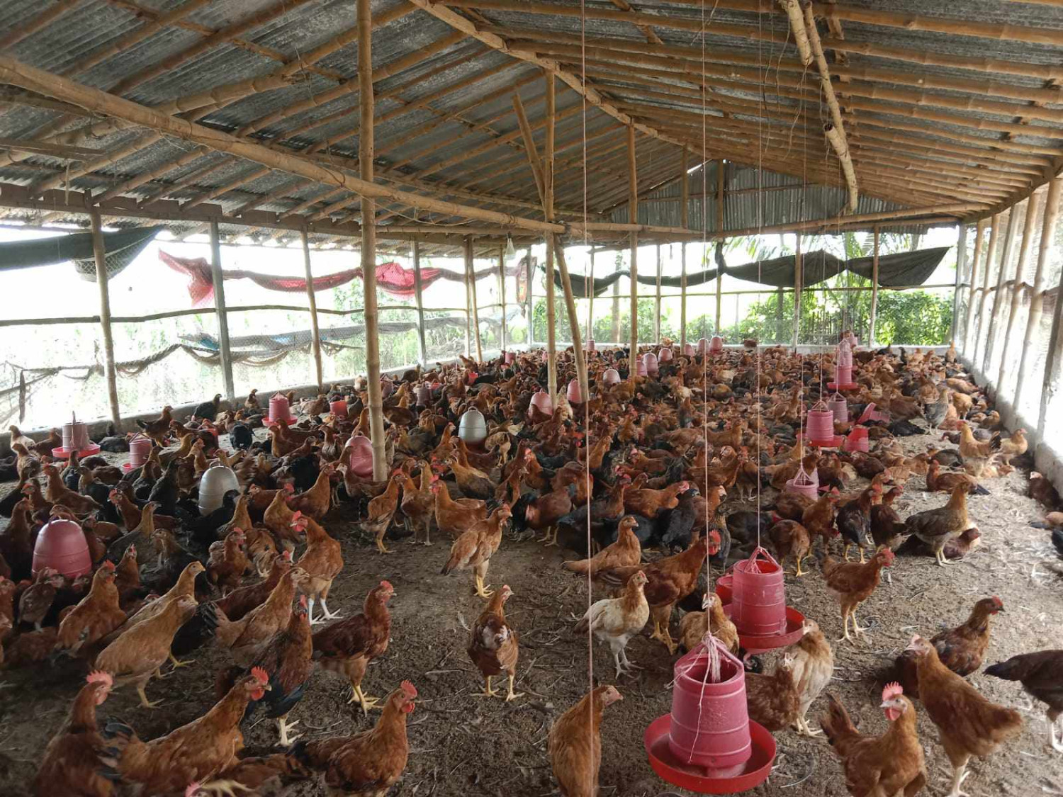 নওগাঁয় উদ্যোক্তা মাসুমের মুরগি পালনে পাল্টে গেছে জীবনমান