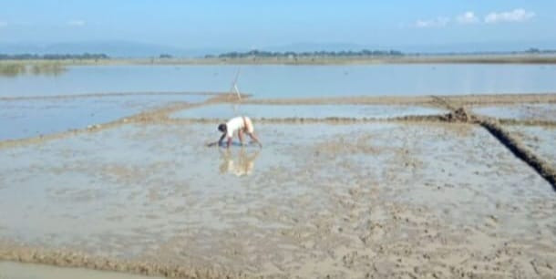 ধর্মপাশায় বোর ধানের বীজতলা প্রস্তুতে ব্যাস্থ সময় পার করছে কৃষক