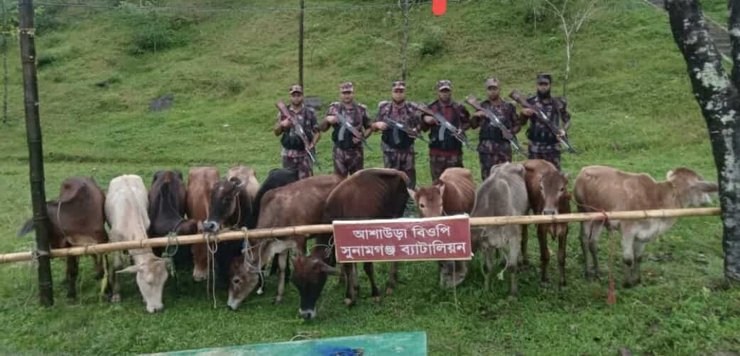 সুনামগঞ্জে বিজিবি”র অভিযানে ৬ লাখ টাকা মূল্যের ১২টি ভারতীয় গরু আটক