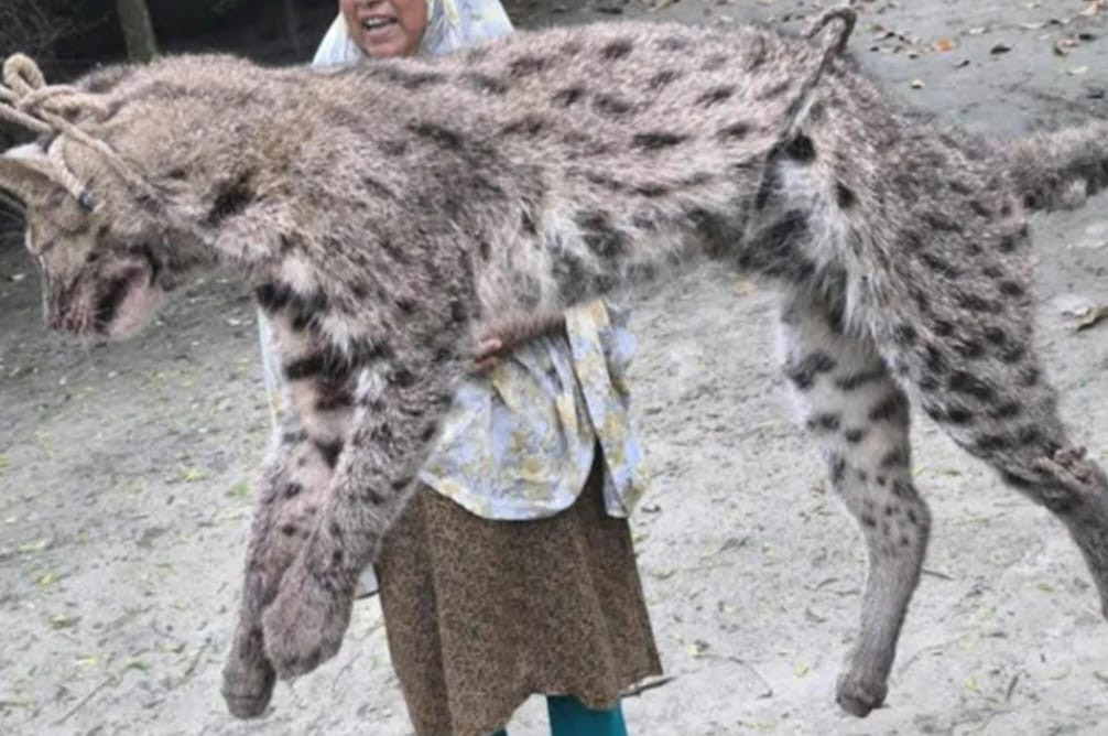 কুষ্টিয়ায় ফাঁদ পেতে মেছো বিড়াল হত্যা