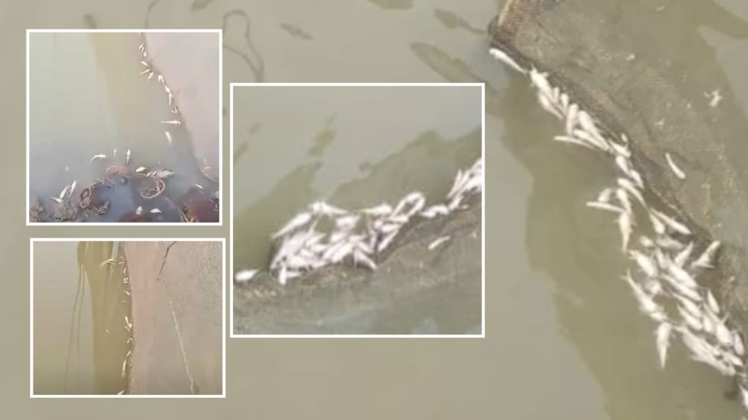 মধ্যনগরে ঘাসী নদীতে বিষ প্রয়োগে দুই লক্ষ টাকার মাছ নিধনের অভিযোগ