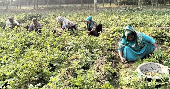 রাণীনগরে আলু চাষের পরিমান দিন দিন হ্রাস পাচ্ছে