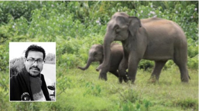 ভিডিও বানাতে গিয়ে বুনো হাতির আক্রমণে কনটেন্ট ক্রিয়েটরের মৃত্যু