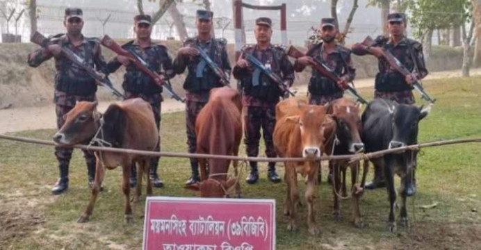 শ্রীবরদী সীমান্তে বিজিবির অভিযানে ১৭ ভারতীয় গরু আটক