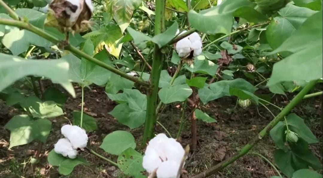 তুলা চাষে লাভজনক ও অর্থকরী ফসল হওয়ায় বাড়ছে উৎপাদন