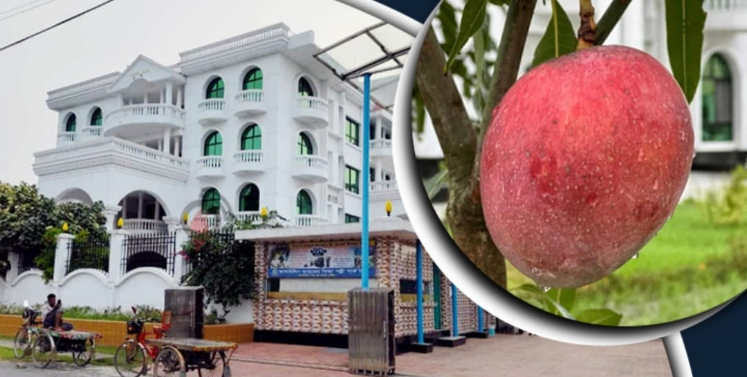 কুষ্টিয়ায় শিল্পপতির বাড়ির আমগাছ চুরি, থানায় অভিযোগ