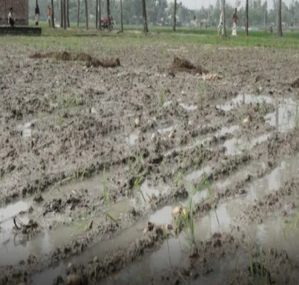 ঝড়ো হাওয়া ও ভারি বৃষ্টিপাতে আলুক্ষেতের ব্যাপক ক্ষতি