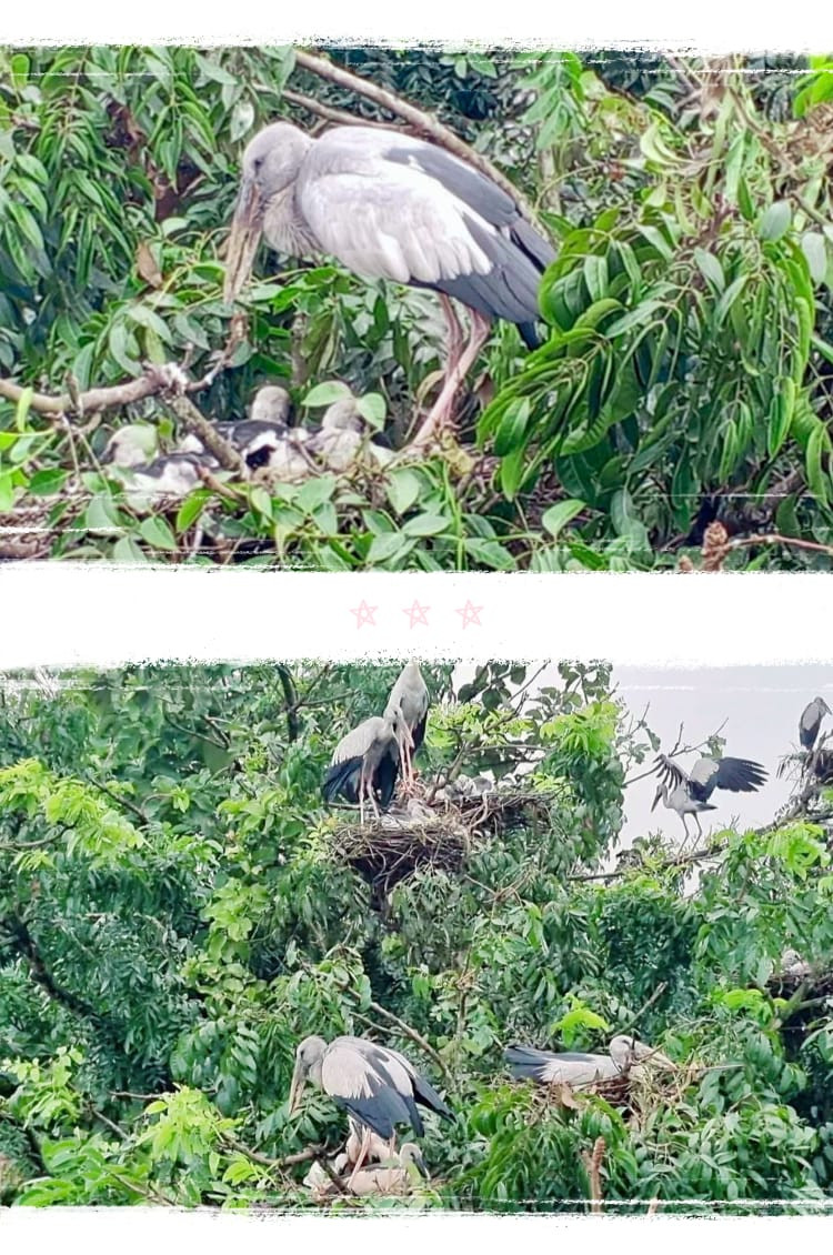 বেলকুচি উপজেলা চত্বরে প্রকৃতির অপরূপ সৌন্দর্যে অতিথি পাখির অভয়াশ্রমে পরিণত হয়েছে -