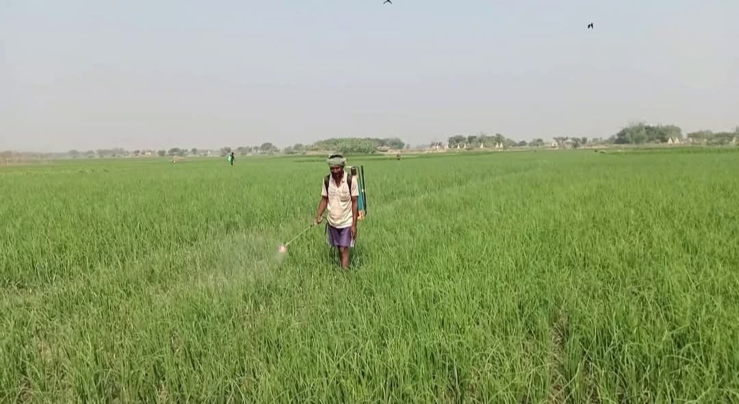 দৌলতপুর বিস্তীর্ণ চরে পেঁয়াজ চাষে ব্যস্ত কৃষক, ভালো ফলনের আশা