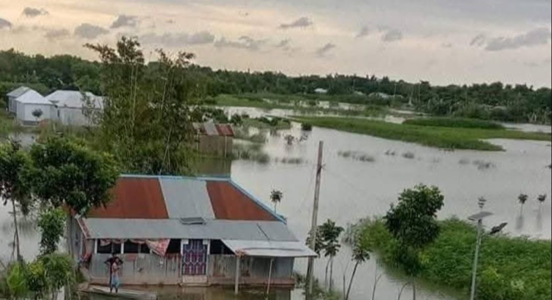 কুষ্টিয়ার দৌলতপুরে বন্যায় ১ হাজার ৩শ’হেক্টর জমির ফসল ক্ষতিগ্রস্ত
